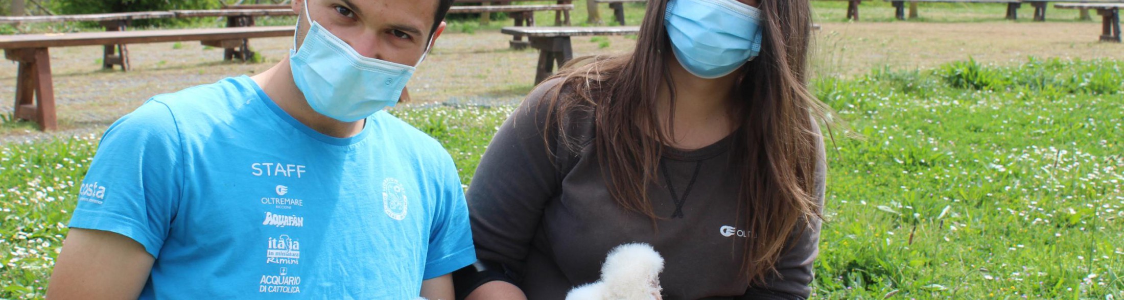 Undici barbagianni nati a Oltremare