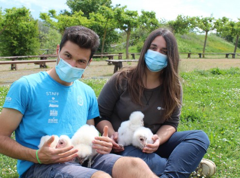 Undici barbagianni nati a Oltremare