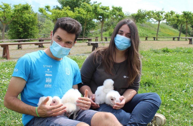 Undici barbagianni nati a Oltremare