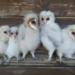 Undici barbagianni nati a Oltremare