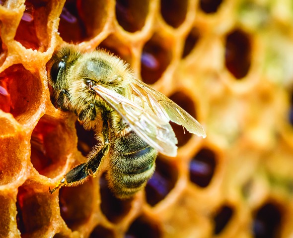 La geometria delle api