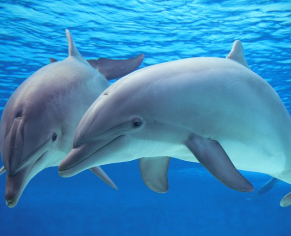 Il mondo dei delfini: gestione e addestramento