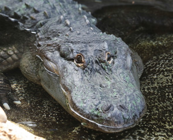 Alligatori