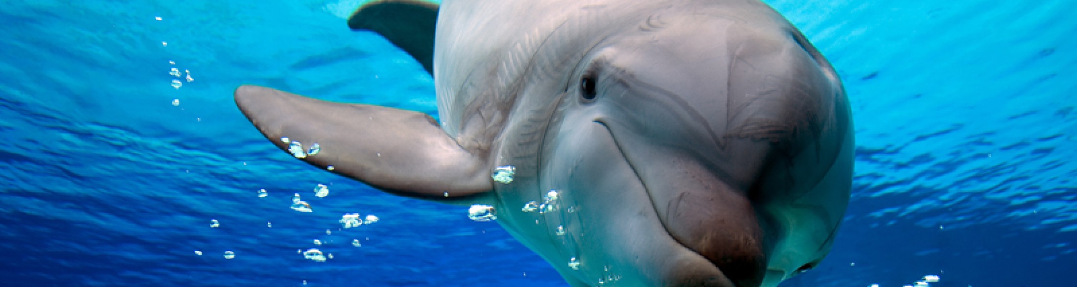 Delfini: pesci o mammiferi?