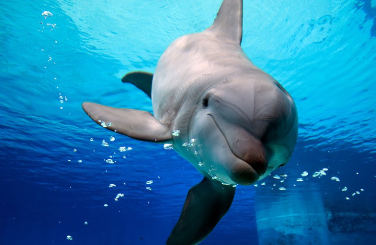 Delfini: pesci o mammiferi?