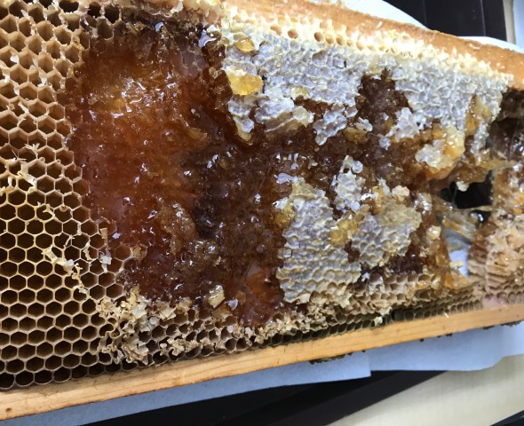 A pranzo con le api