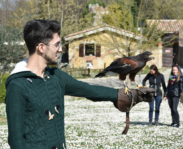 A scuola di Falconeria
