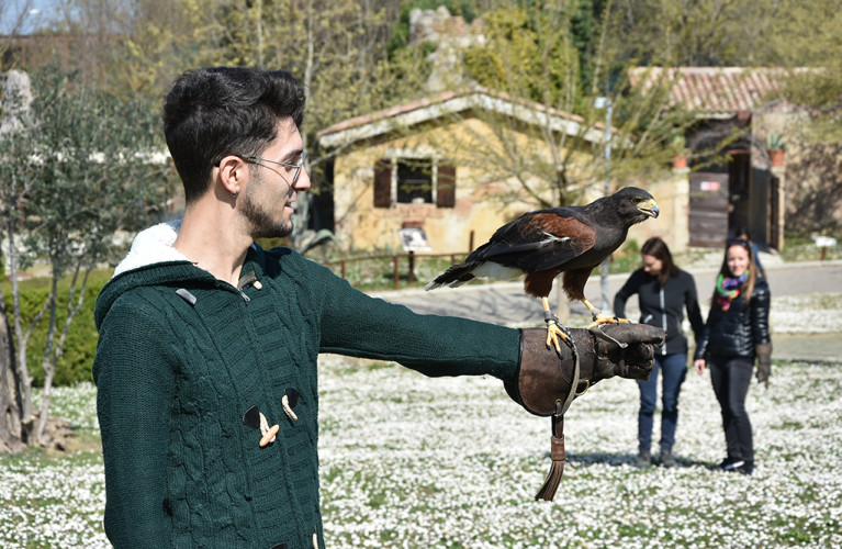 A scuola di Falconeria