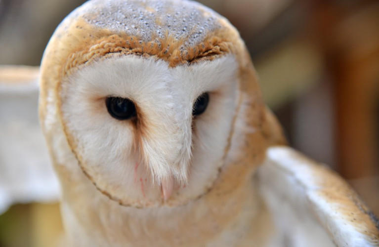 A scuola di Falconeria