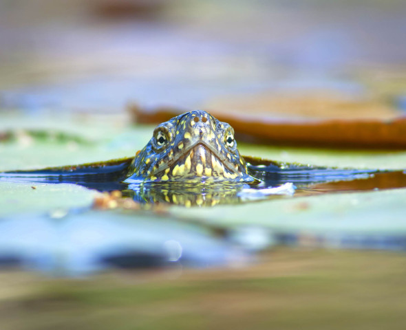 Allarme alieno! Indagine sulle specie aliene invasive (Novità 2027)