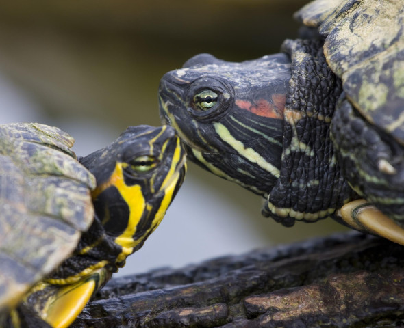 Allarme alieno! Indagine sulle specie aliene invasive (Novità 2027)