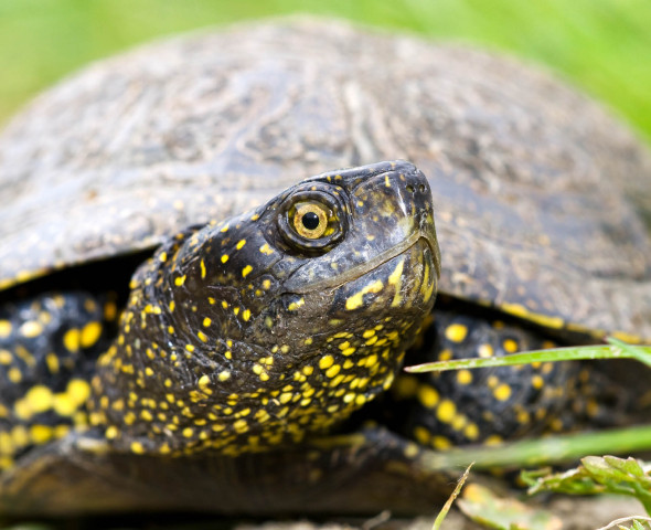 Allarme alieno! Indagine sulle specie aliene invasive (Novità 2027)