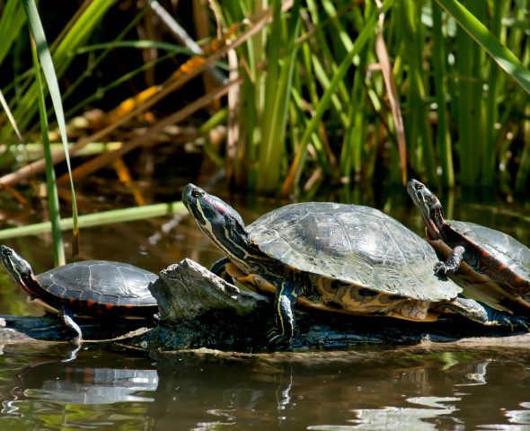 Allarme alieno! Indagine sulle specie aliene invasive (Novità 2027)