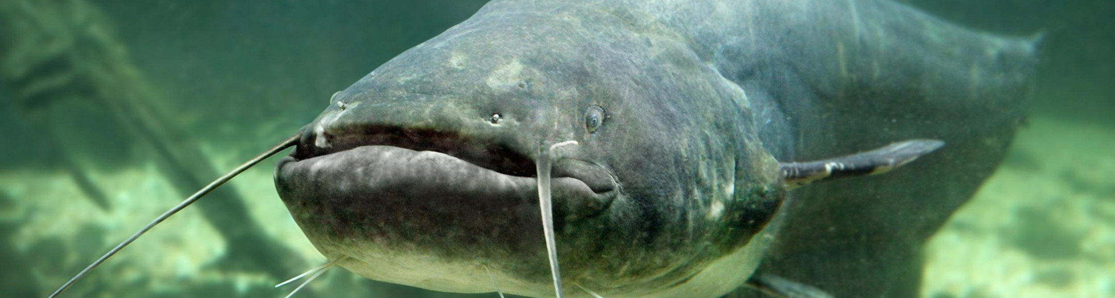 Allarme alieno! Indagine sulle specie aliene invasive (Novità 2027)