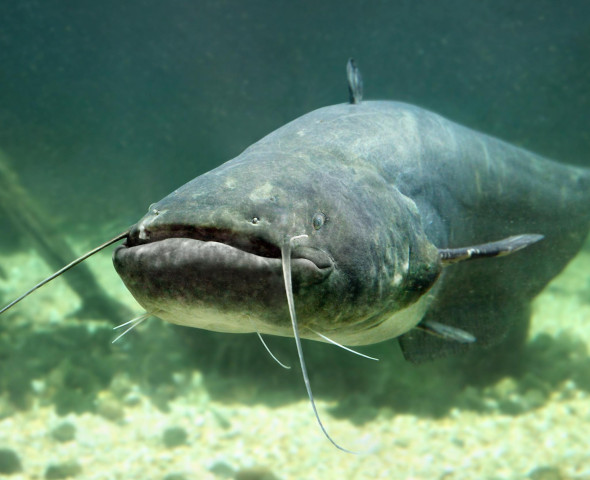 Allarme alieno! Indagine sulle specie aliene invasive (Novità 2027)