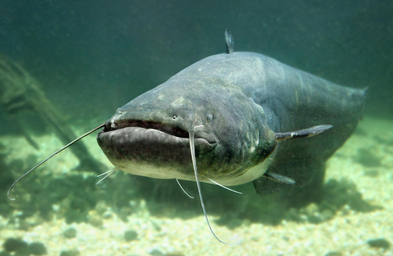 Allarme alieno! Indagine sulle specie aliene invasive (Novità 2027)