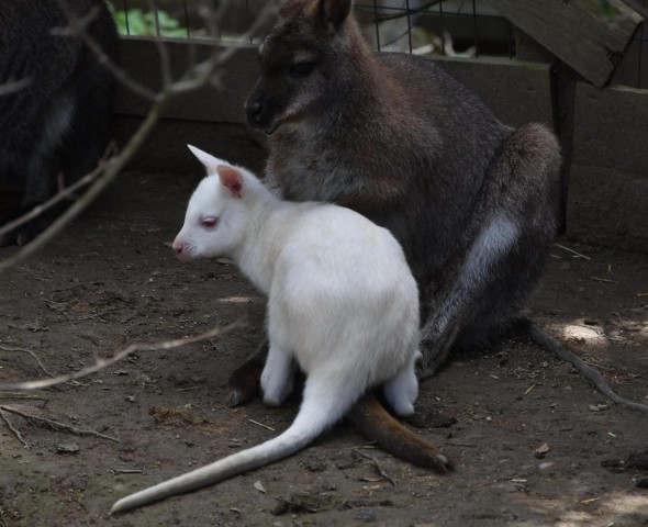 Blanco, il cucciolo di wallaby