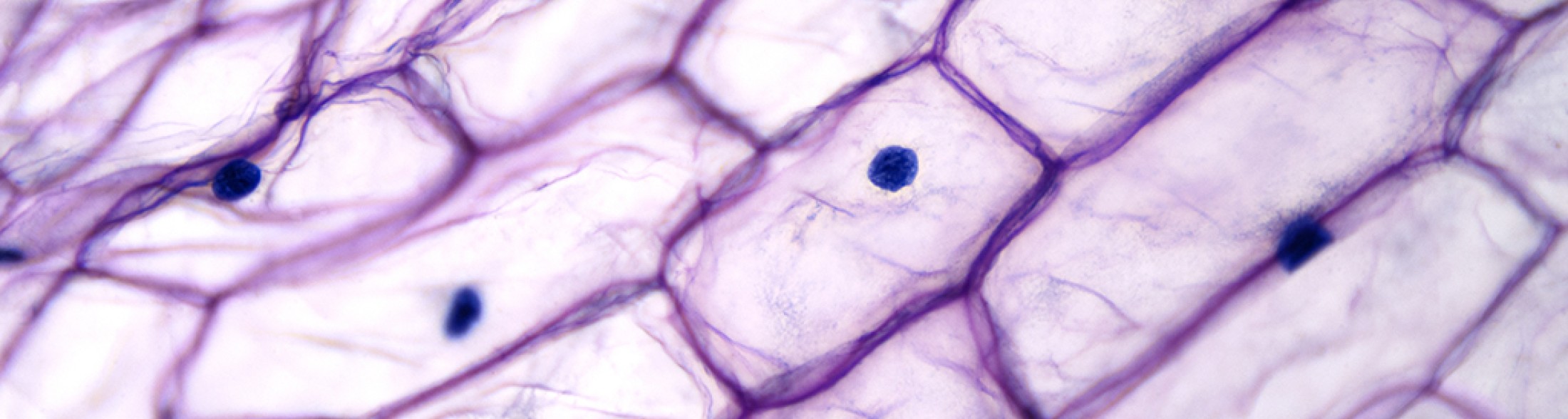 Cellula animale o vegetale?  