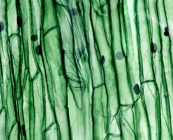 Cellula animale o vegetale