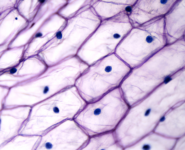 Cellula animale o vegetale