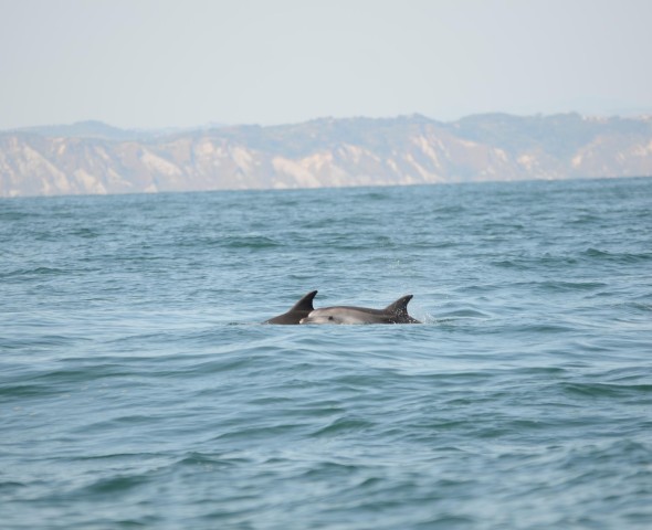 COSTA EDUTAINMENT E I DELFINI