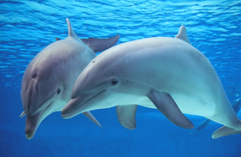 Delfini: pesci o mammiferi