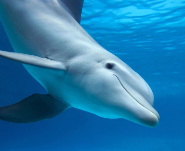 Delfini: pesci o mammiferi