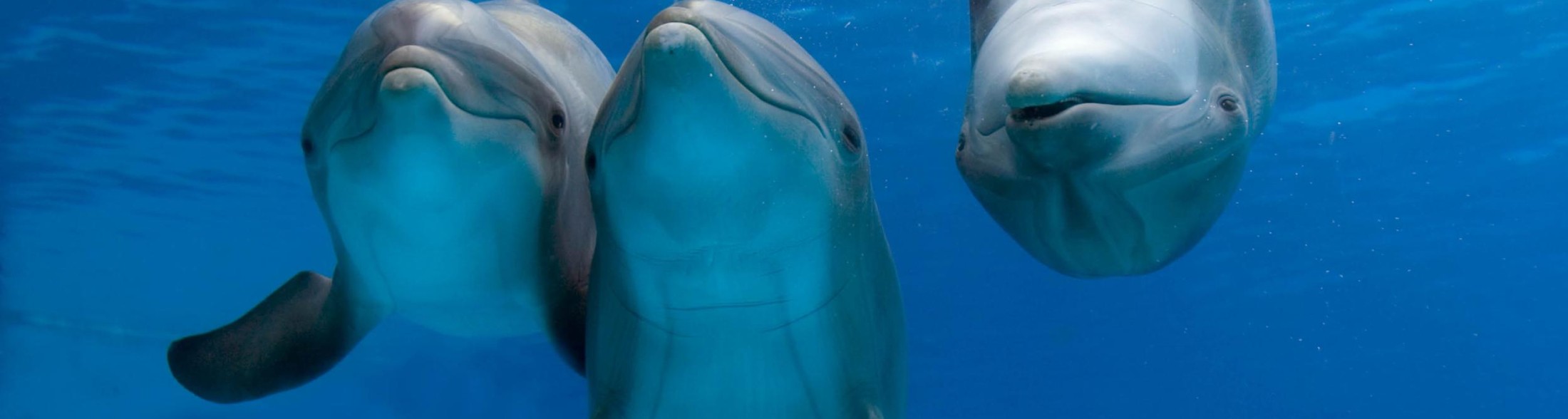 DELFINI