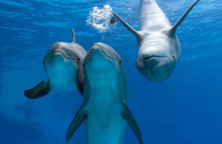 DELFINI