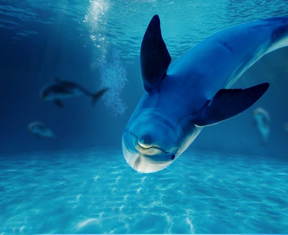 DOLPHINS WORLD LIVELLO -2