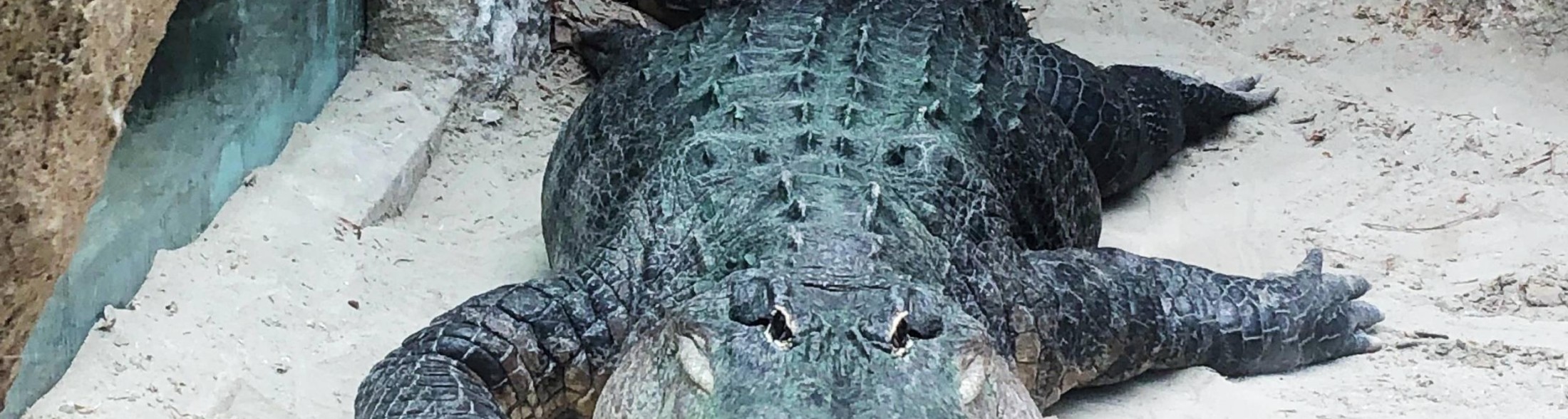 GLI ALLIGATORI DI SAPIENS