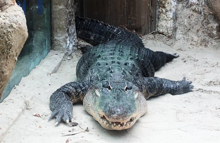 GLI ALLIGATORI DI SAPIENS