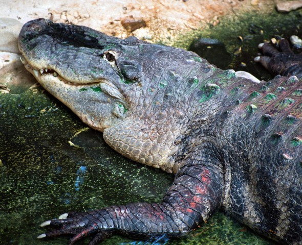 GLI ALLIGATORI DI SAPIENS