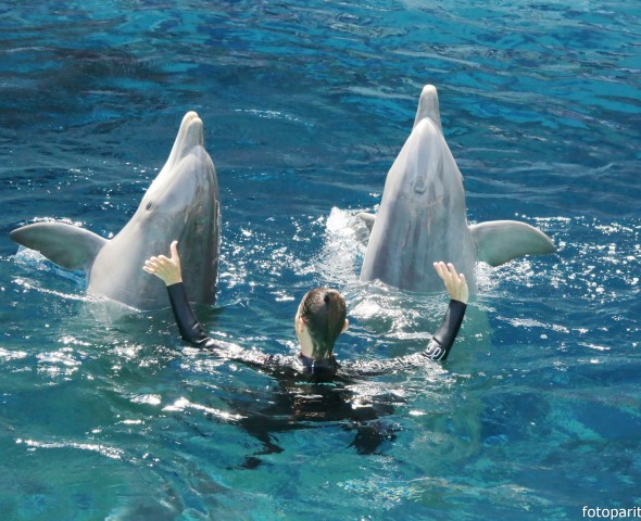 GLI APPROFONDIMENTI DOLPHINS WORLD