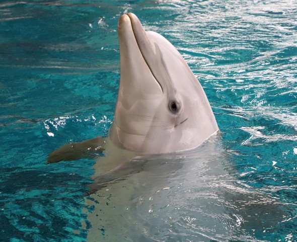 I DELFINI DI DOLPHINS WORLD