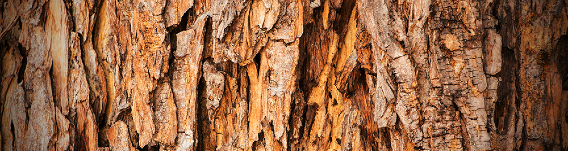 Identikit di un albero