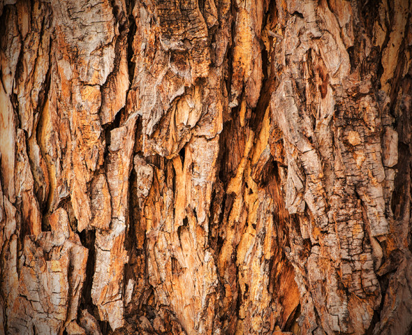 Identikit di un albero