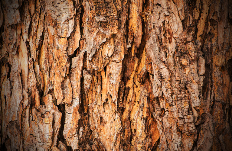 Identikit di un albero