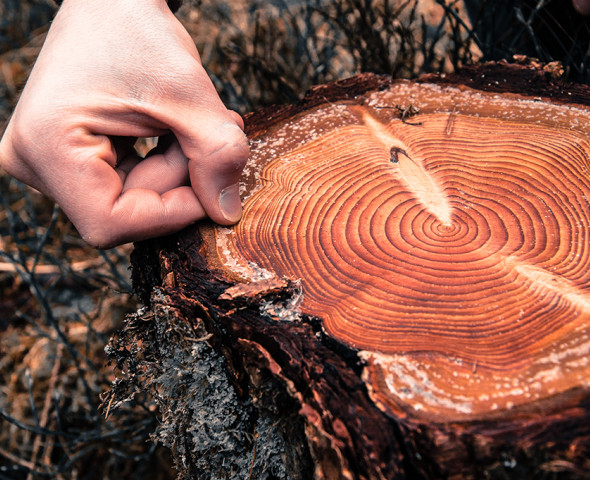Identikit di un albero