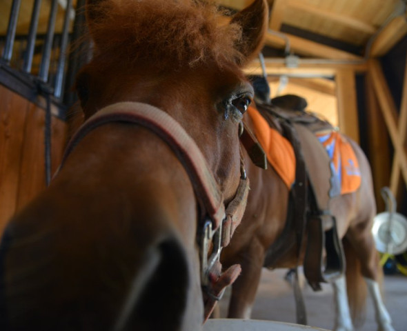 Il pony, il bambino e i 5 sensi