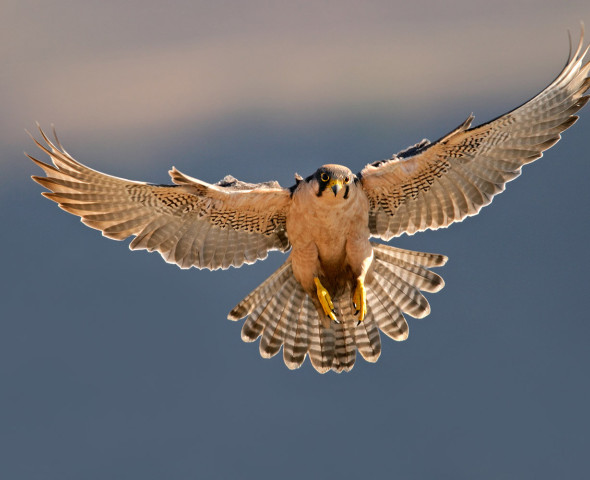 La fisica della natura