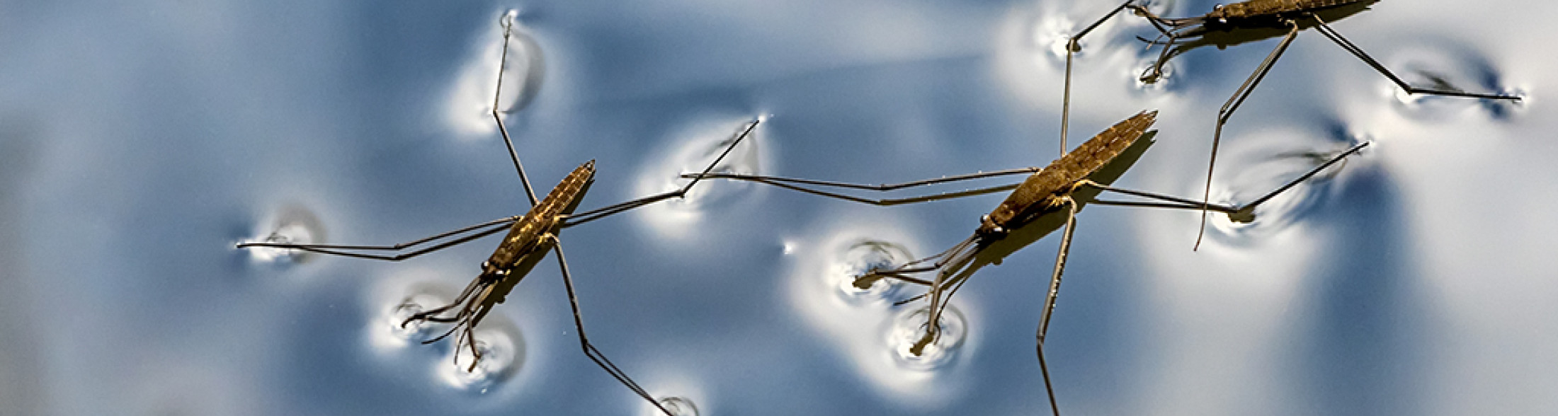 La fisica della natura