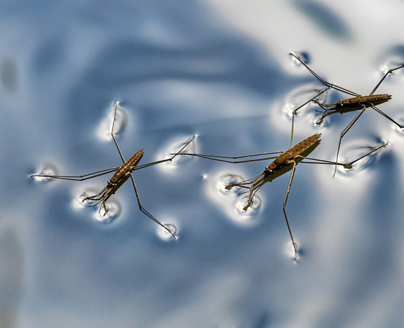 La fisica della natura