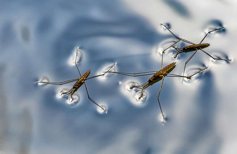 La fisica della natura