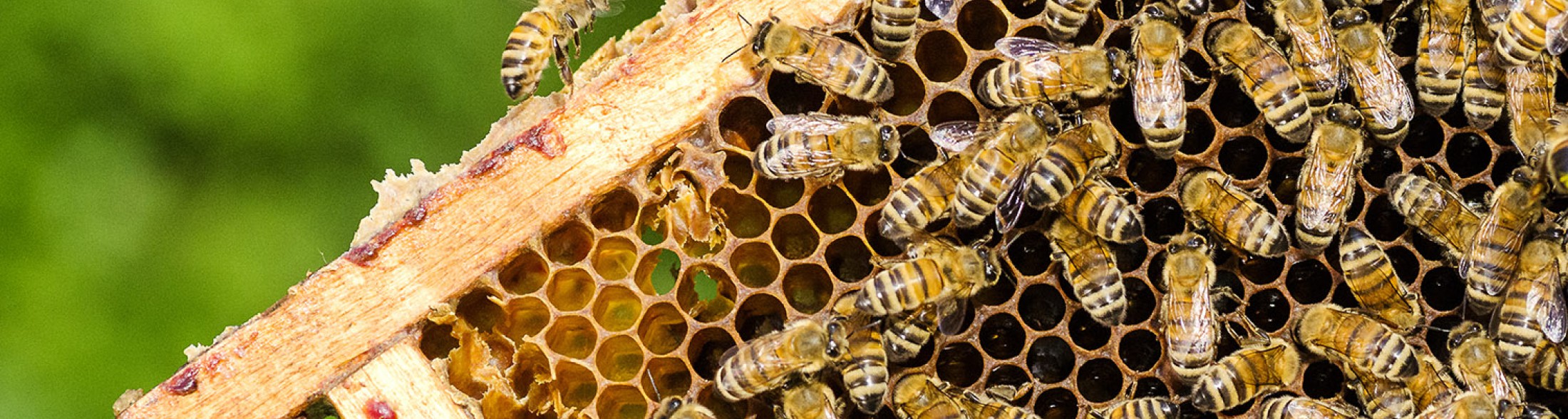 La geometria delle api