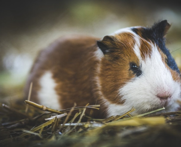 Piccoli esploratori: storie e incontri dal mondo animale (Novità 2027)