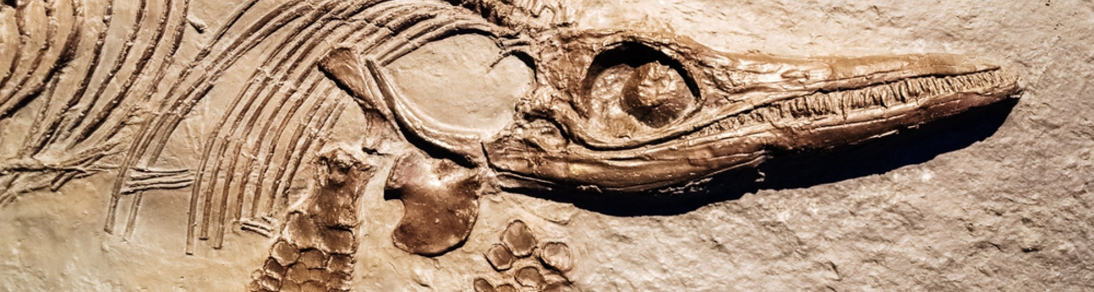 Piccoli paleontologi