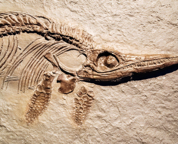 Piccoli paleontologi