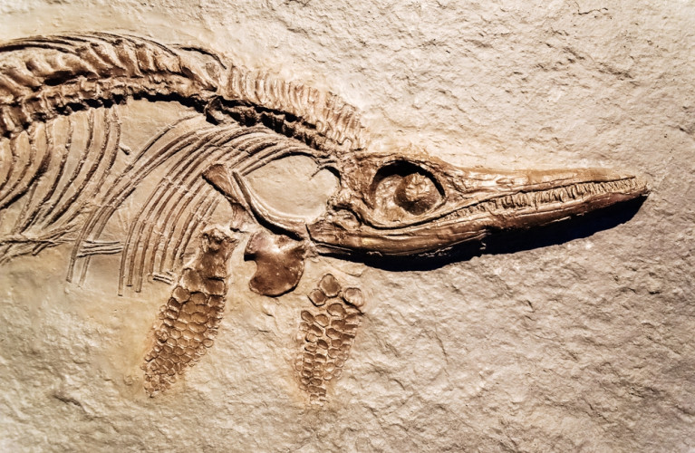 Piccoli paleontologi