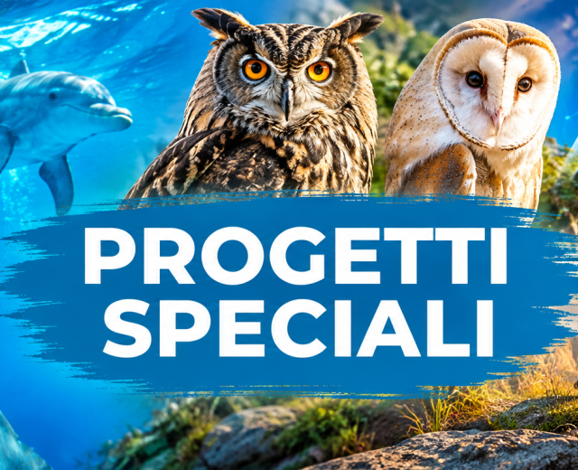 Progetti speciali